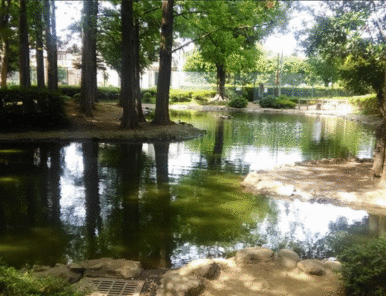 つつじ公園