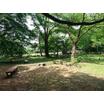 公園