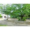 公園
