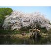 公園
