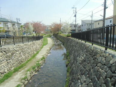 のどかな桜並木の近隣風景