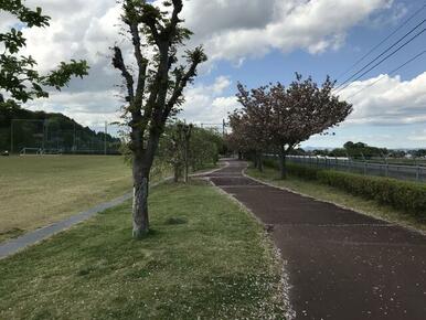 ４月には「ふれあいの杜運動公園」沿いの八重桜の並木が見頃です。