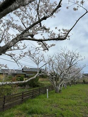 春には、庭のさくらが咲き誇ります。（敷地内）