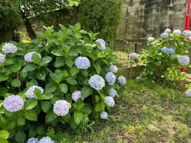 建物内の植物は四季折々のお花があり、丁寧に手入れされていますよ。