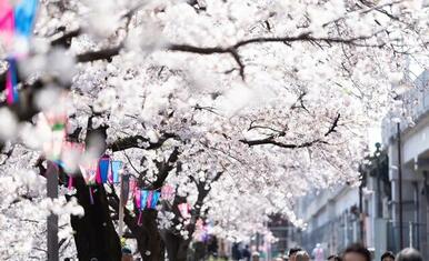 春になると部屋前の大岡川の桜が綺麗に咲きます。