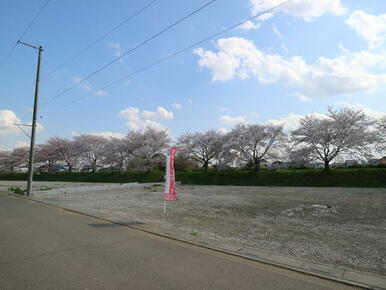 ★南側は新河岸川の桜並木！春には満開の桜をお楽しみください。