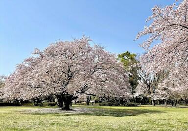 大庭城址公園