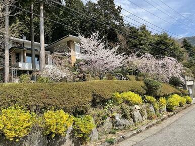 春には桜など色とりどり。（オーナー様撮影）