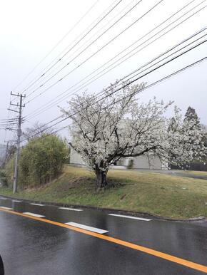 家の前のバス通り。桜が、咲き誇るバス通り