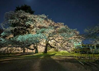 桜美公園