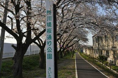 鴨川堤桜通り公園