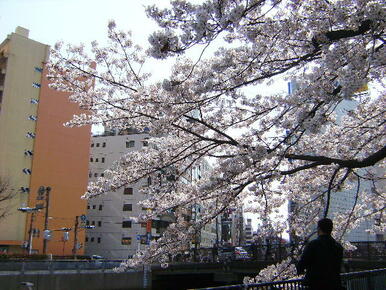 新田間川沿いの桜並木