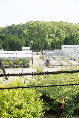 目の前に長居公園があり。