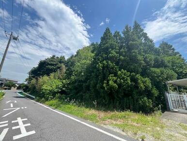 道路より撮影した物件外観写真です。背の高い木が立ち並んでおります。