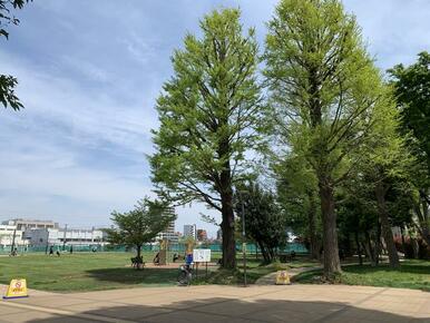 中野区立南台いちょう公園