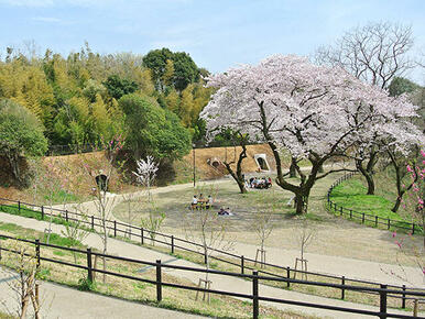 たちばなの丘公園