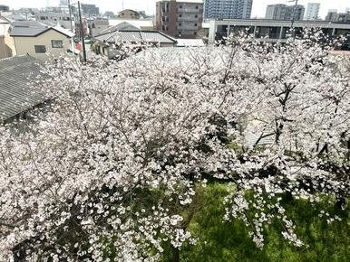 マンションの敷地に桜の木があり、春になると眼下に満開の桜を眺めます。