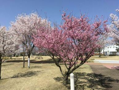 環水公園すぐそば！春には素敵な桜も咲き、夜はライトアップされます。