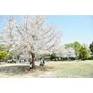 公園