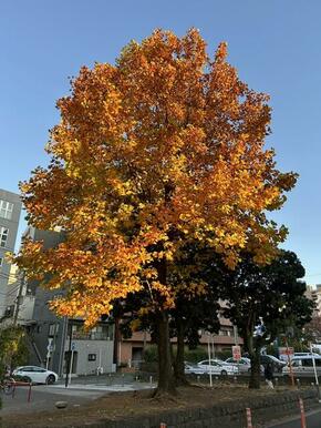 富士見川公園