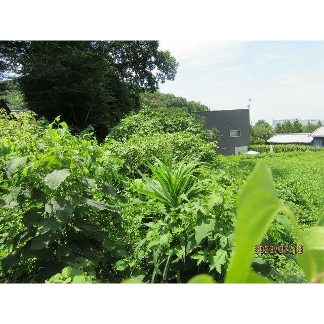 東側より（2023年7月撮影）