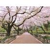 公園