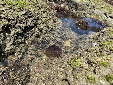 お天気が続くと海の透明度も上がります。クラゲやヤドカリの住む自然豊かなエリアです。