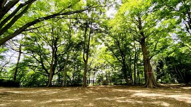 緑豊かな成城三丁目緑地