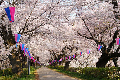 権現堂公園