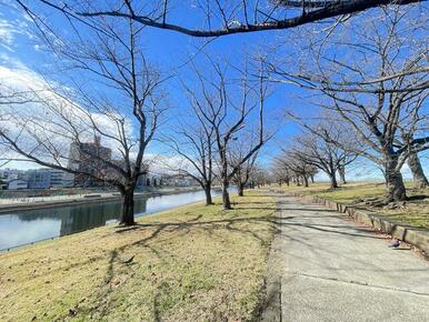 芝桜の隣にある遊歩道には桜並木があります。芝桜の隣にある遊歩道には桜並木があります。