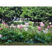 公園
