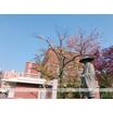 大学