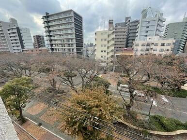 共用廊下の前の通りは春になると桜が満開です