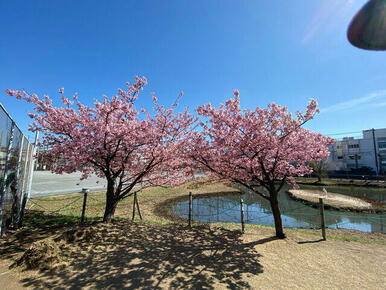 桜小路公園