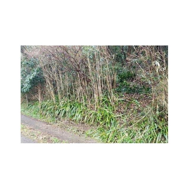 現地（2021年2月）撮影