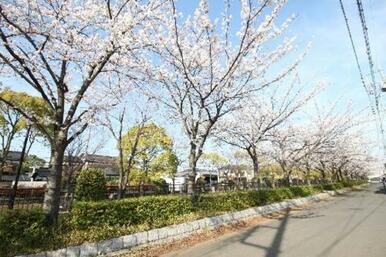 近隣には　桜並木の遊歩道があります。