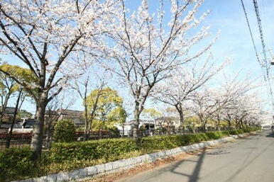 近隣には　桜並木の遊歩道　があります。散歩コースに最適♪♪