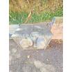 共有部分