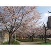 公園