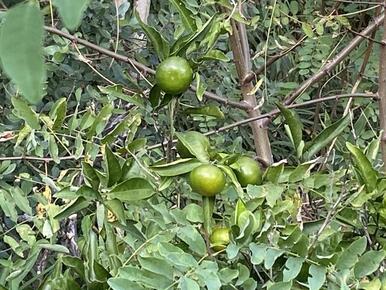 裏山のミカンの木がございます。