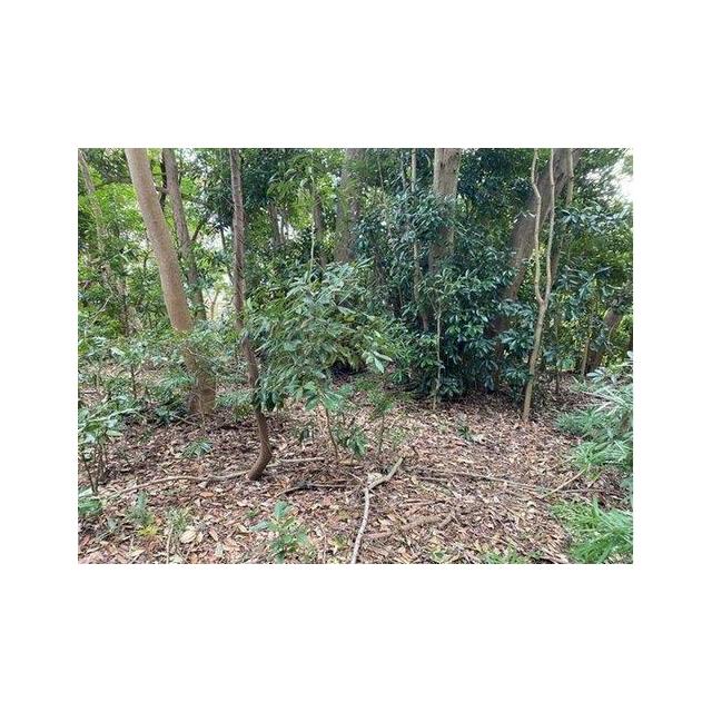 ■敷地面積：1936㎡（585坪）