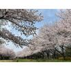 公園