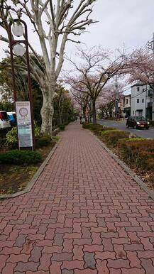 東部地域病院前桜並木