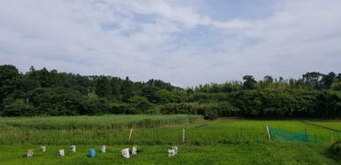 ■周辺は田んぼで自然豊かな風景