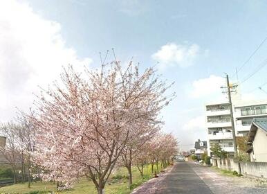 春には満開の桜並木をベランダや寝室、和室からも一望でき贅沢なひと時をお過ごし頂けます。