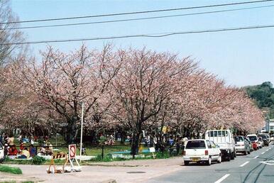 北子安公園。ロボット公園と呼ばれていて、桜がきれいな公園です。