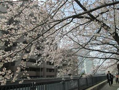 新田間川沿いの桜並木