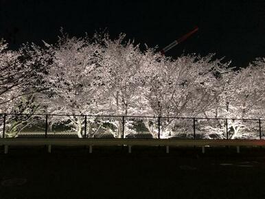 春は桜