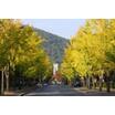 大学