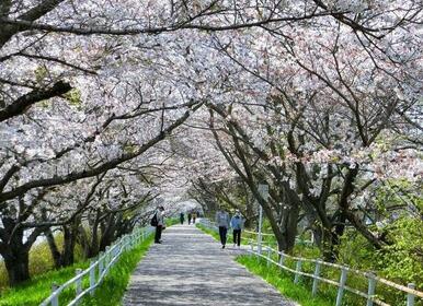 花見川千本桜緑地